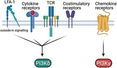 PI3K in T Cell Adhesion and Trafficking